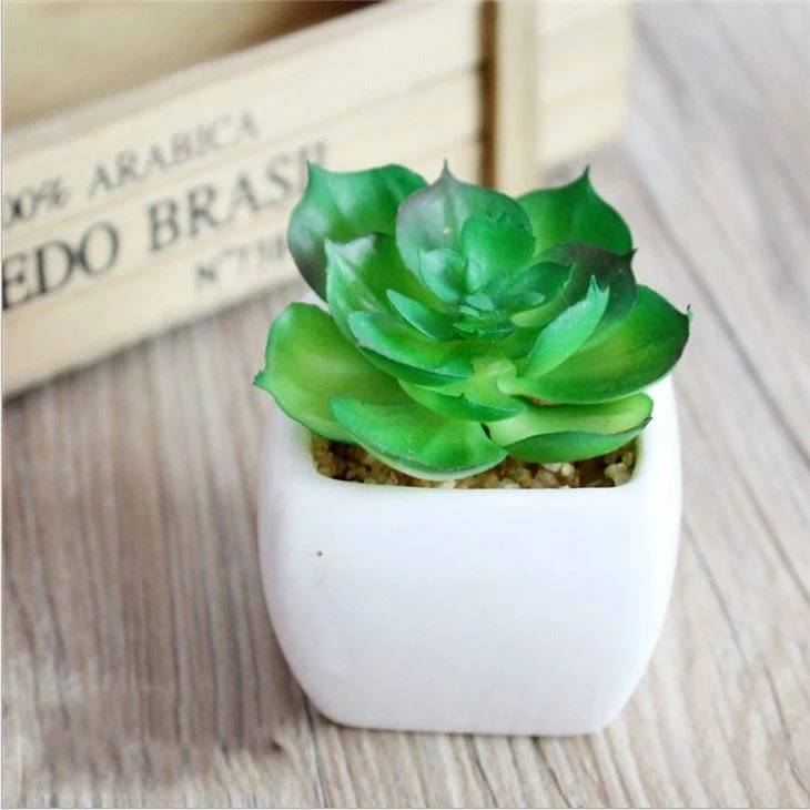 small potted succulents