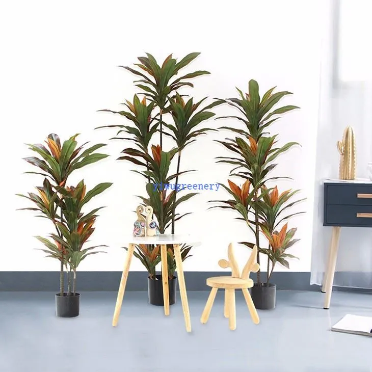 Red Edged Dracaena Tree